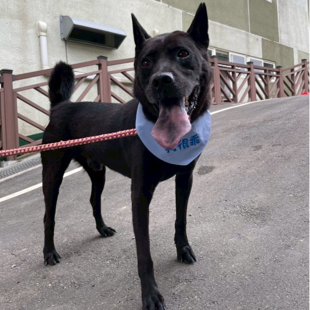 基隆市已領養狗 混種犬