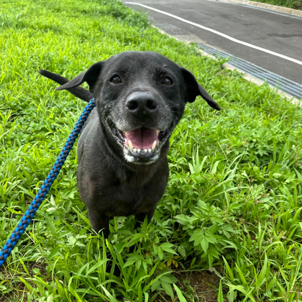 基隆市已領養狗 混種犬