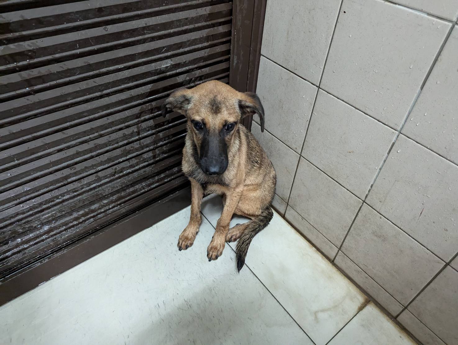 高雄市已領養狗 混種犬