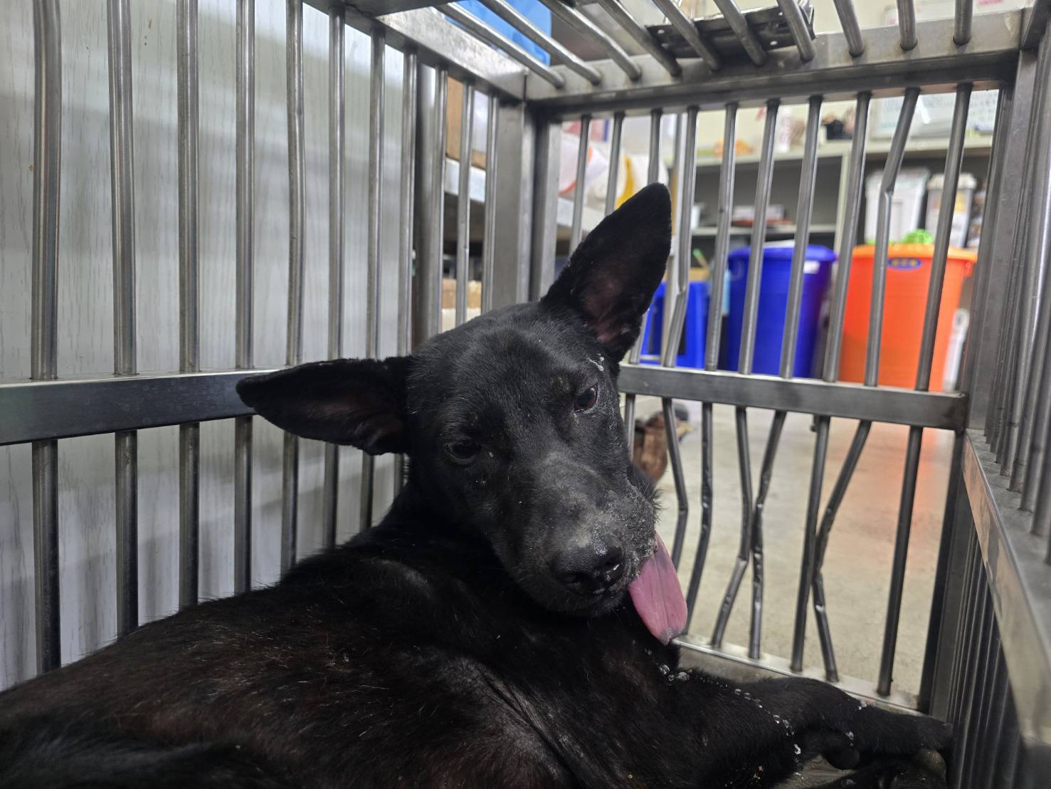 台北市已領養狗 混種犬
