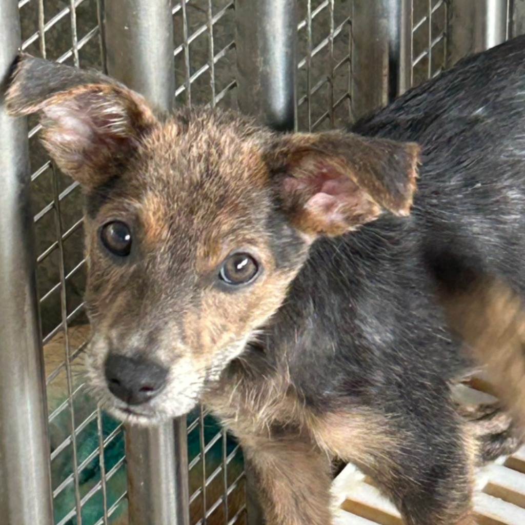 澎湖縣已領養狗 混種犬