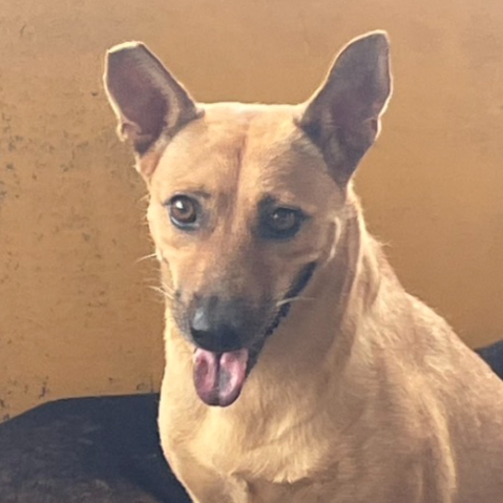 澎湖縣已領養狗 混種犬