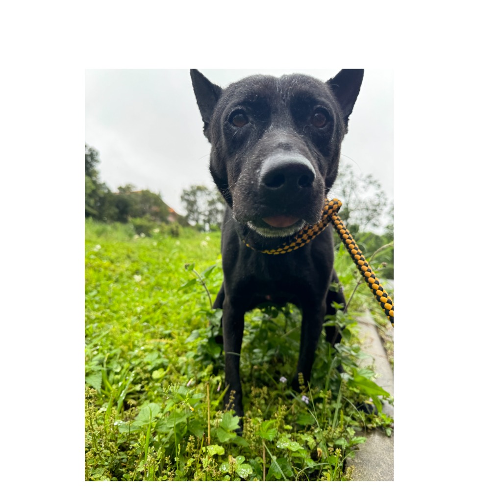 基隆市已領養狗 混種犬