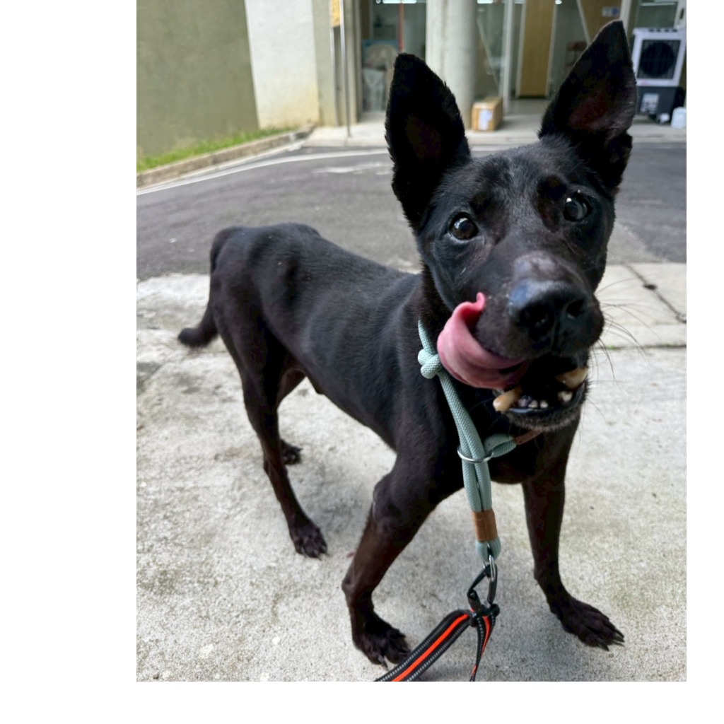 基隆市待認養狗 混種犬