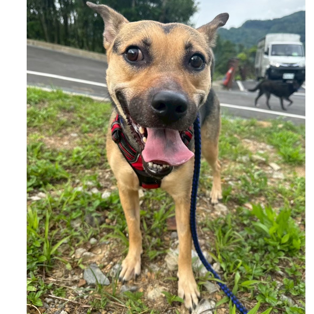 基隆市已領養狗 混種犬