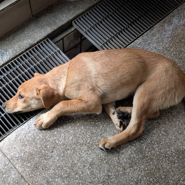 高雄市已領養狗 混種犬