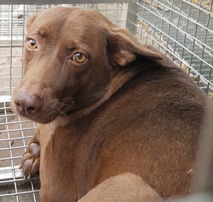 台中市已領養狗 混種犬