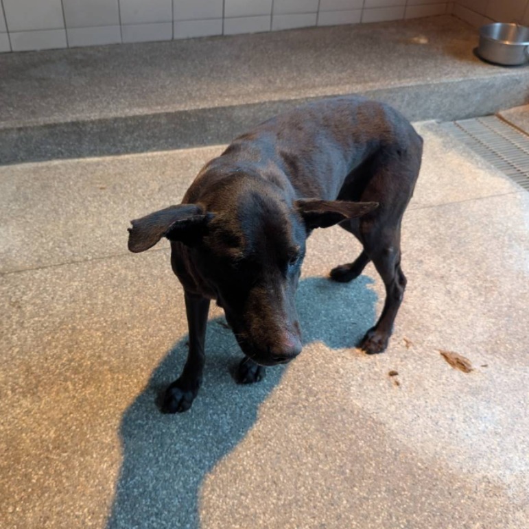高雄市已領養狗 混種犬