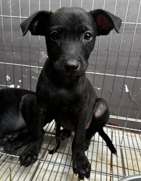 新北市已領養狗 混種犬