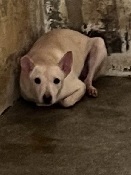 苗栗縣已領養狗 混種犬