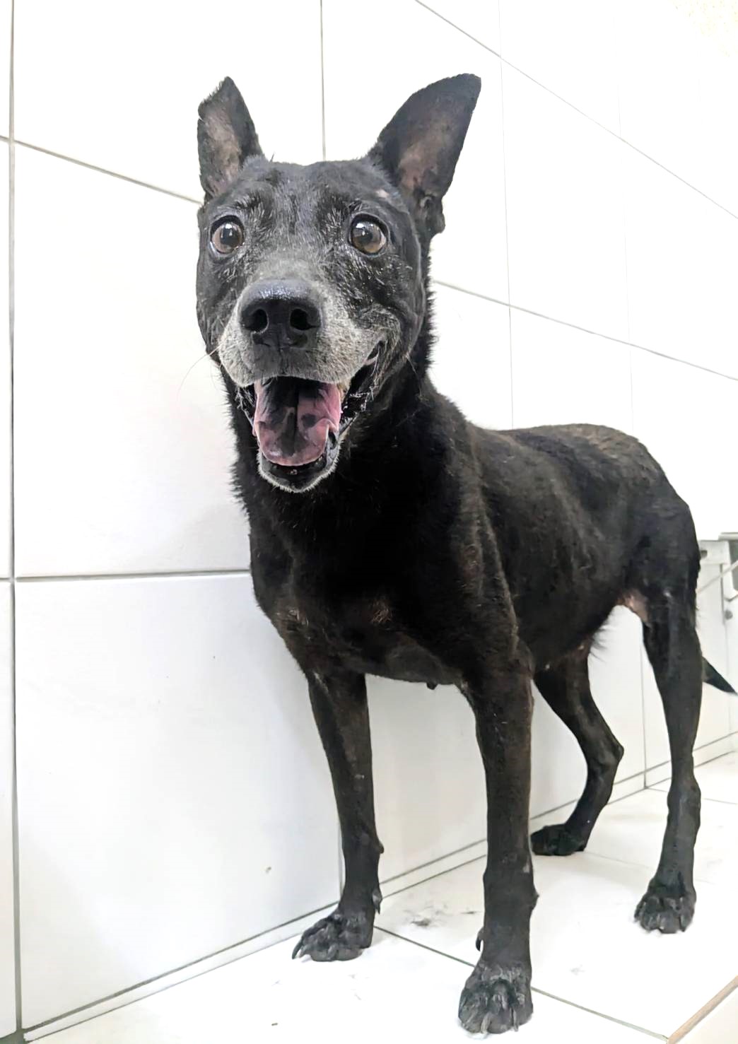 新竹縣已領養狗 混種犬