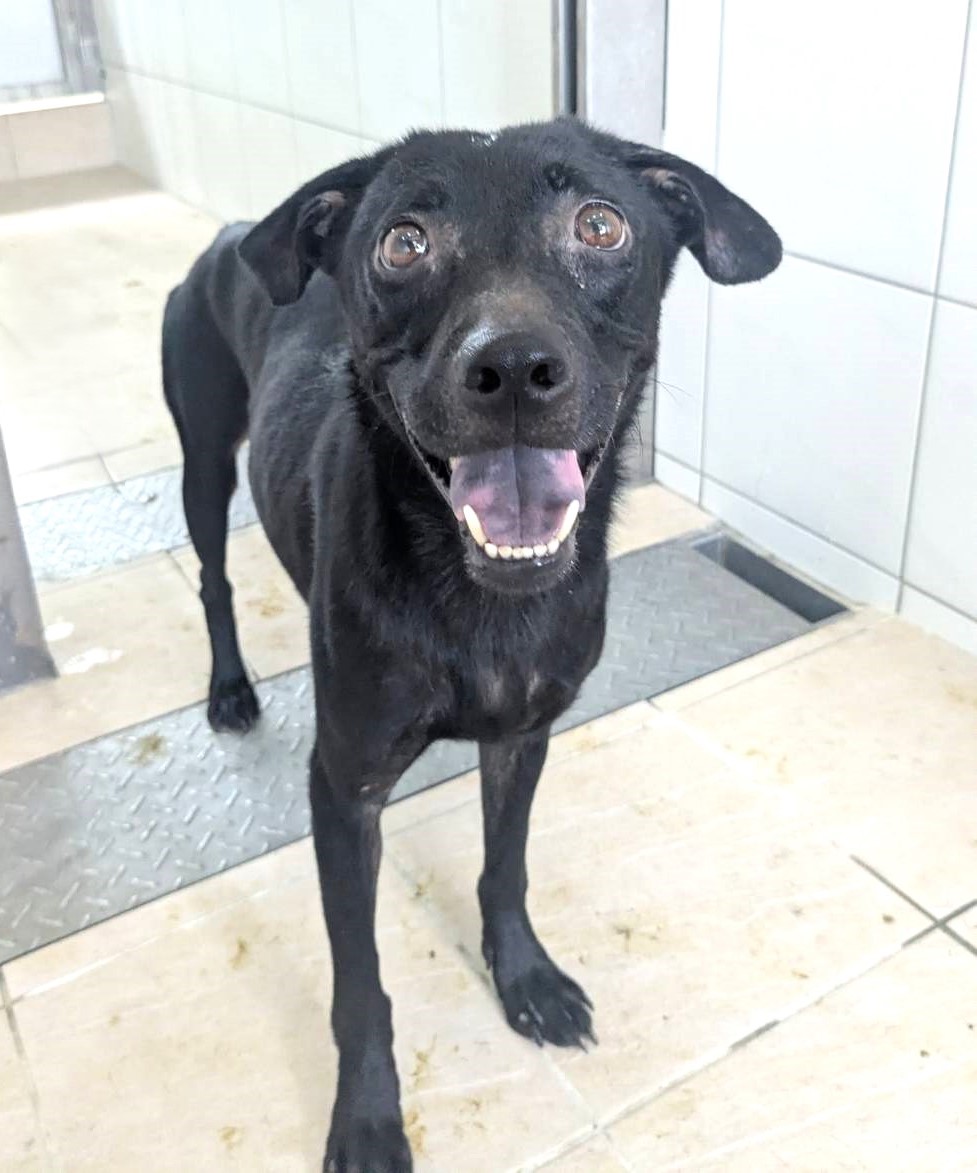新竹縣已領養狗 混種犬