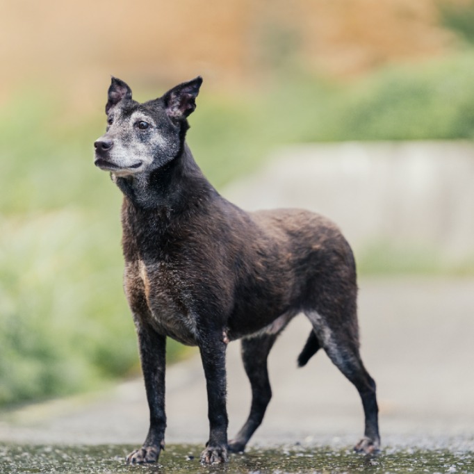 新北市已領養狗 混種犬