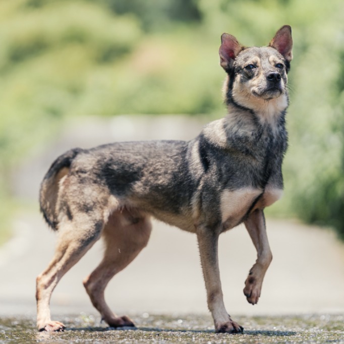 新北市已領養狗 混種犬