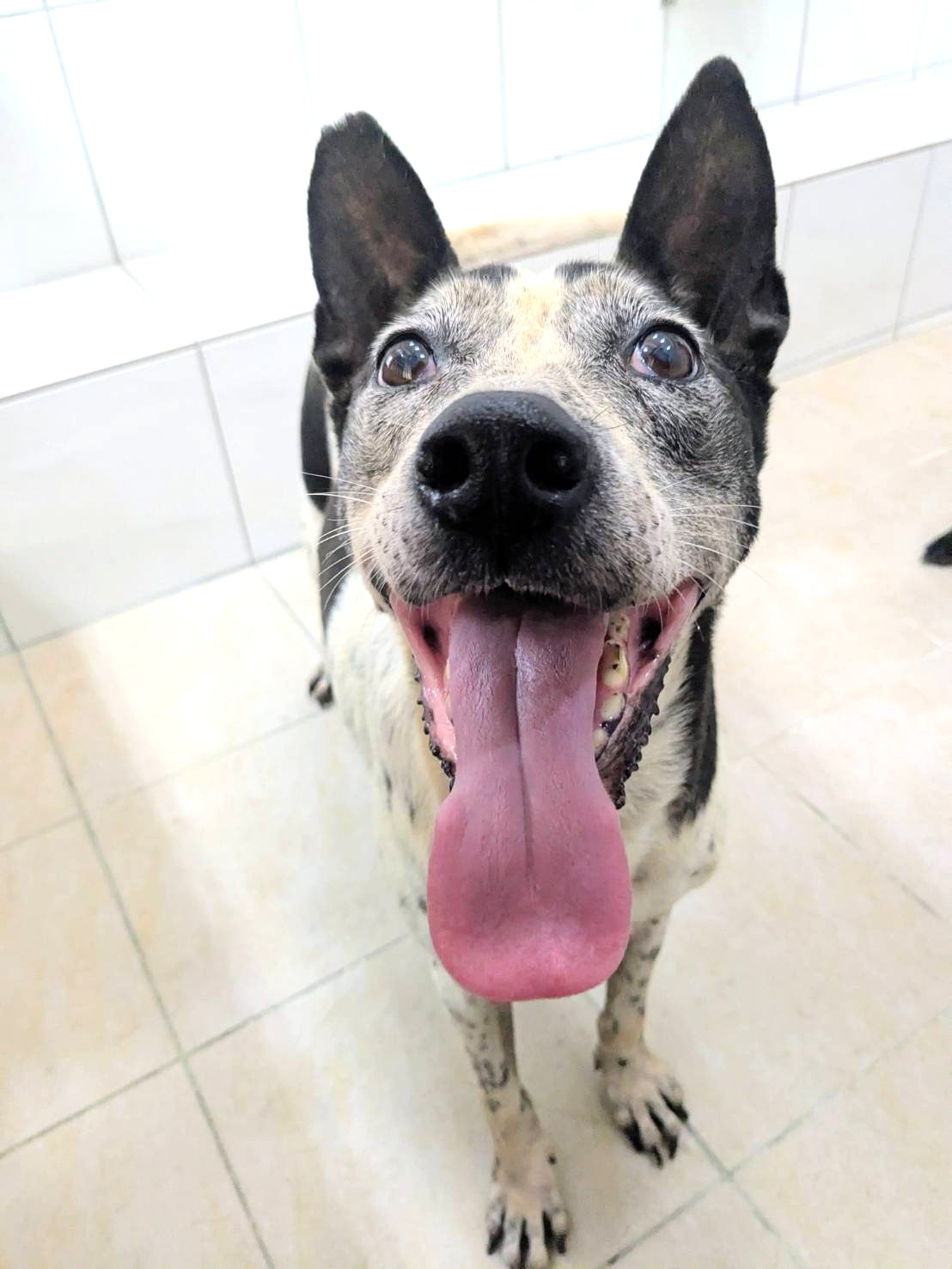 新竹縣已領養狗 混種犬