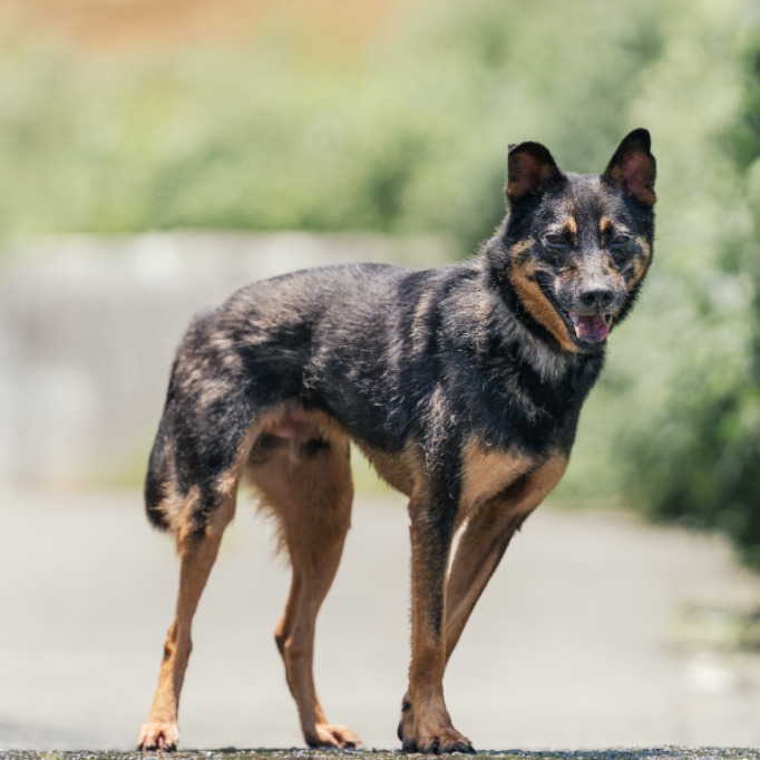 新北市已領養狗 混種犬