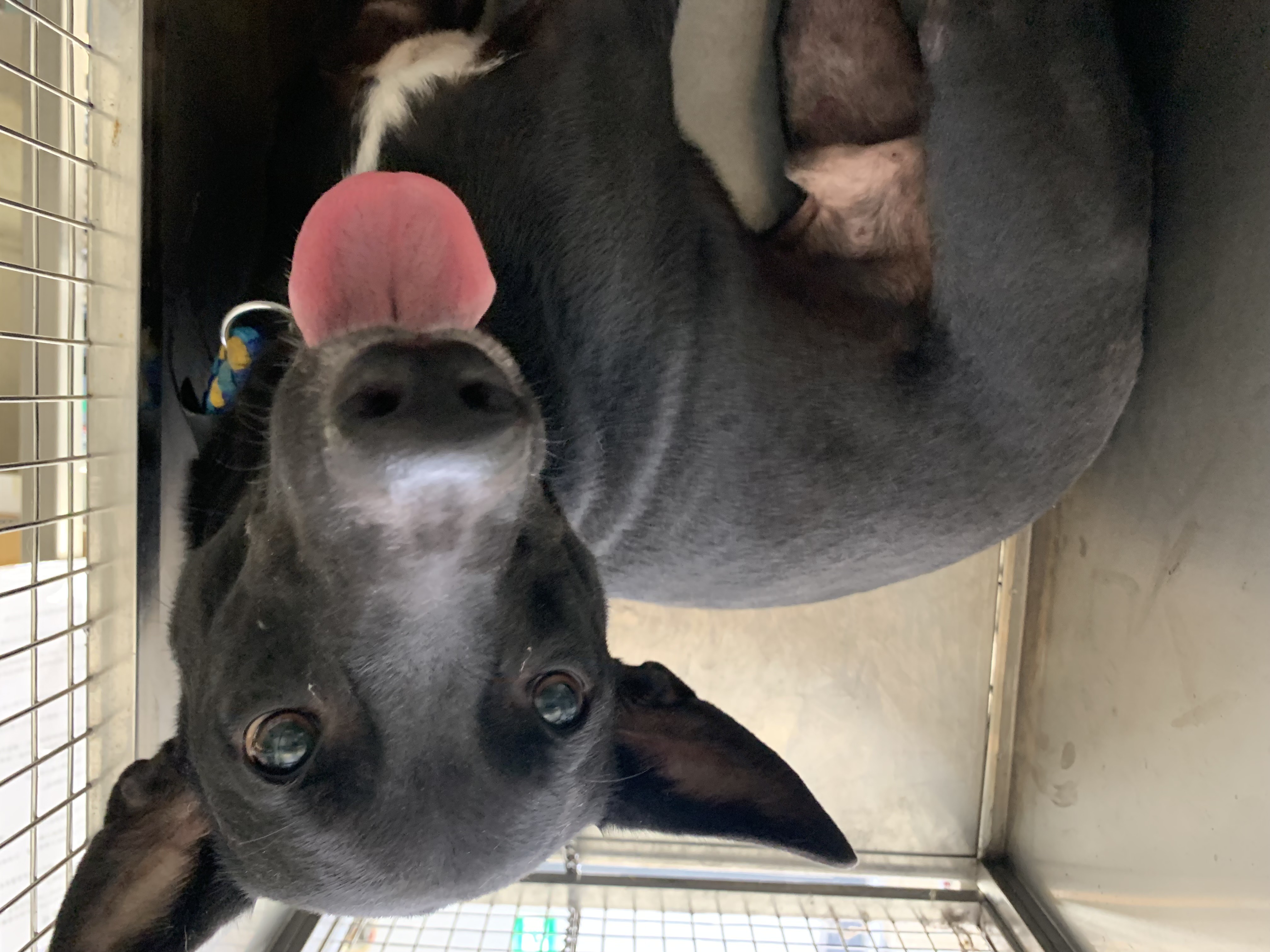 台北市已領養狗 混種犬