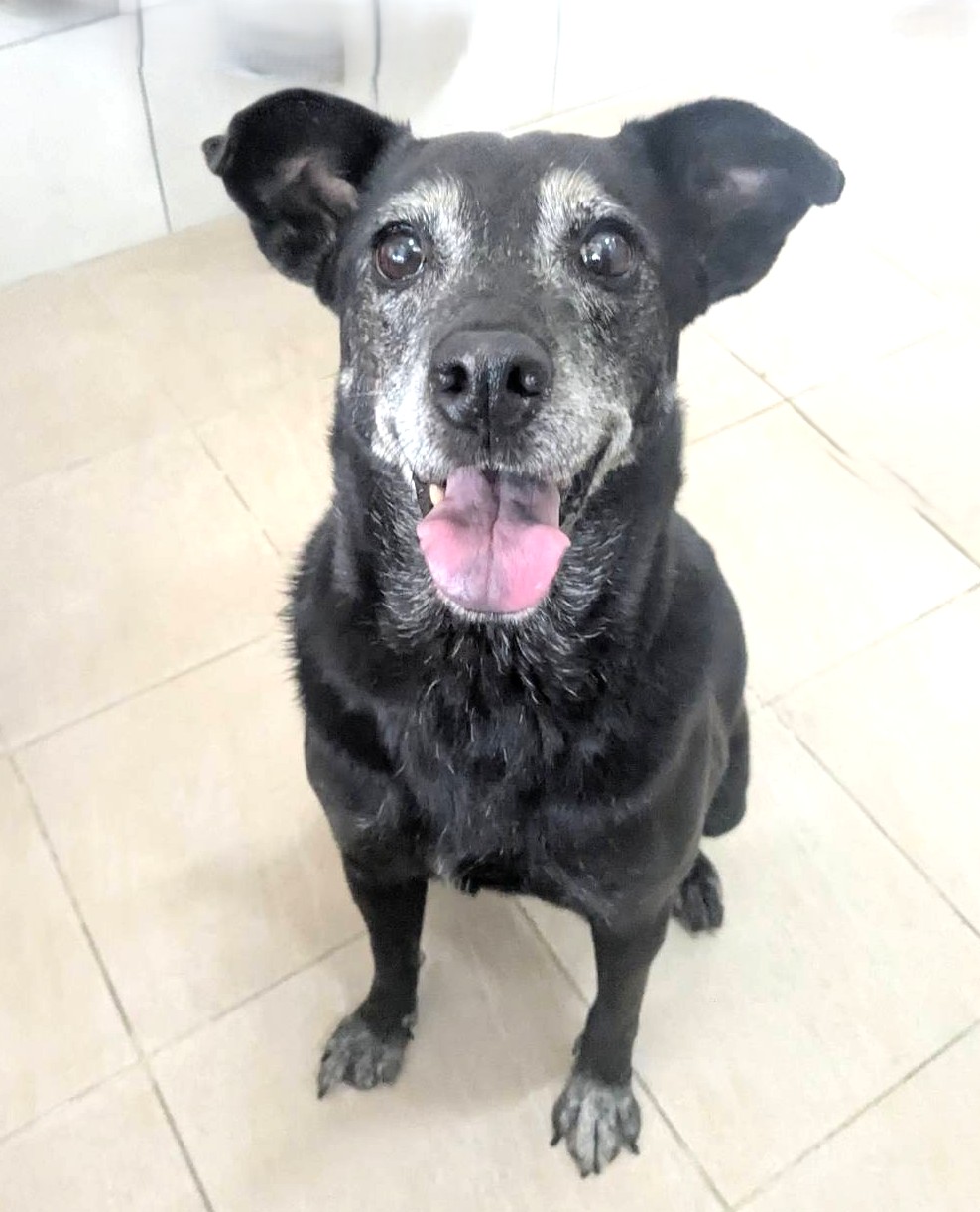 新竹縣已領養狗 混種犬