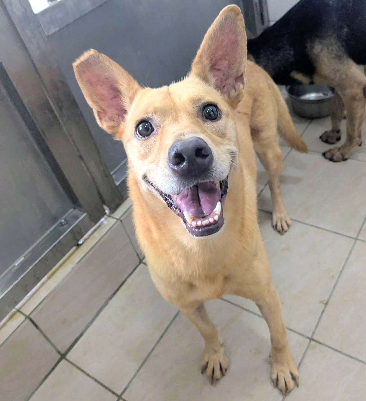 新竹縣已領養狗 混種犬