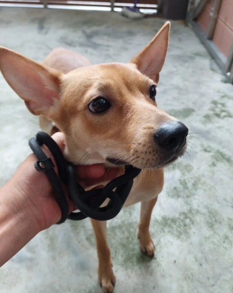 新北市已領養狗 混種犬