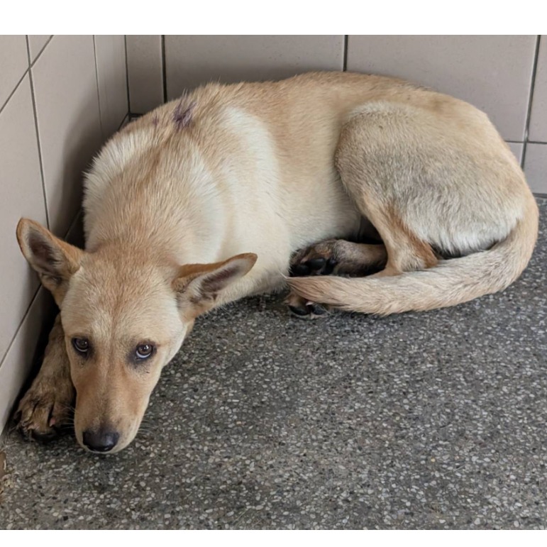 高雄市已領養狗 混種犬
