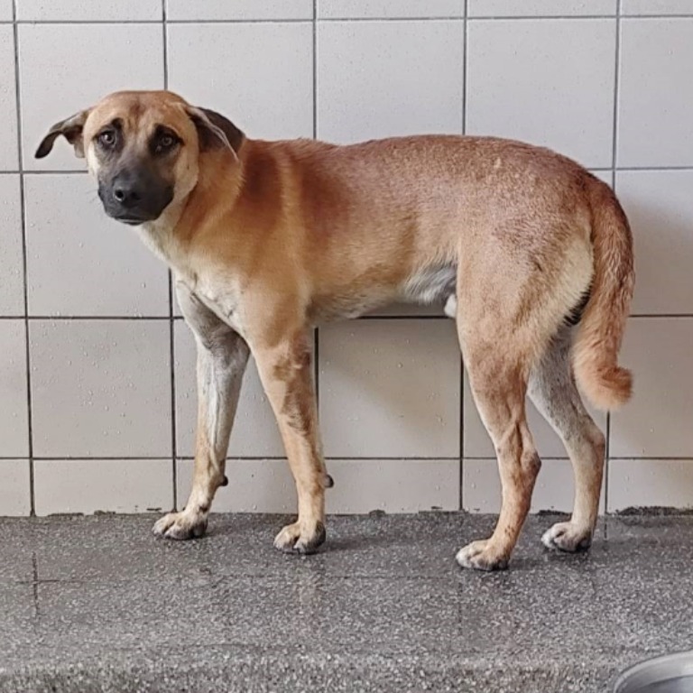 高雄市已領養狗 混種犬