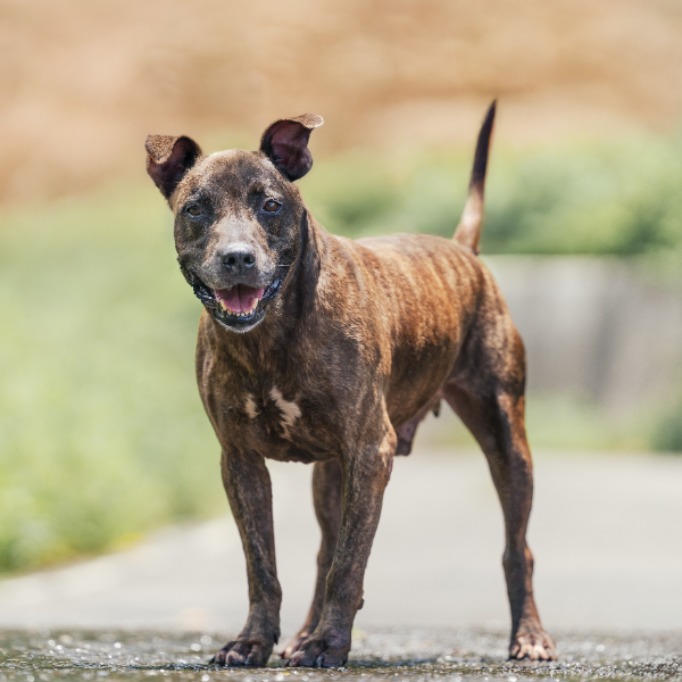 新北市已領養狗 比特犬