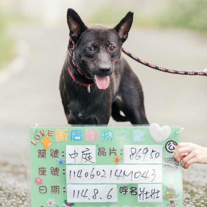 新北市已領養狗 混種犬