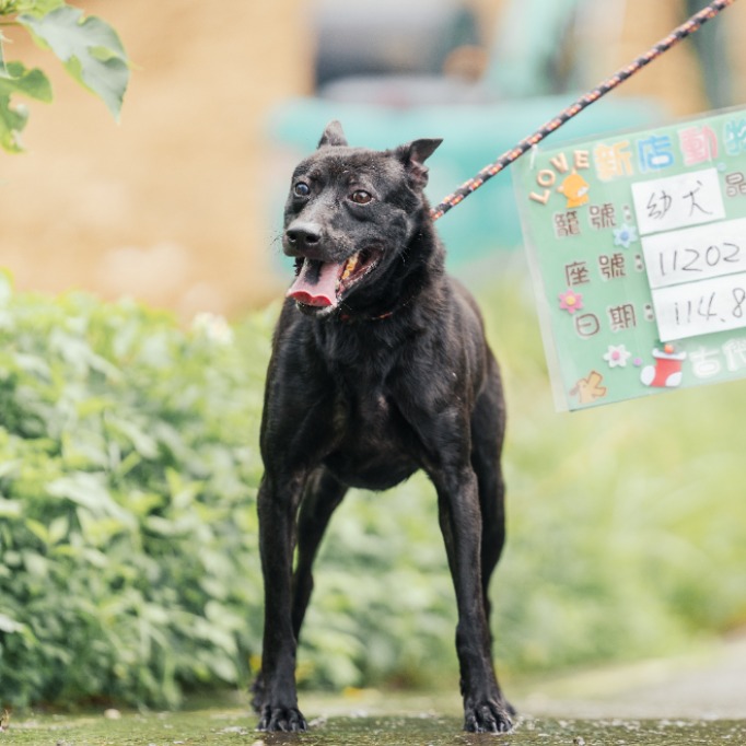 新北市已領養狗 混種犬
