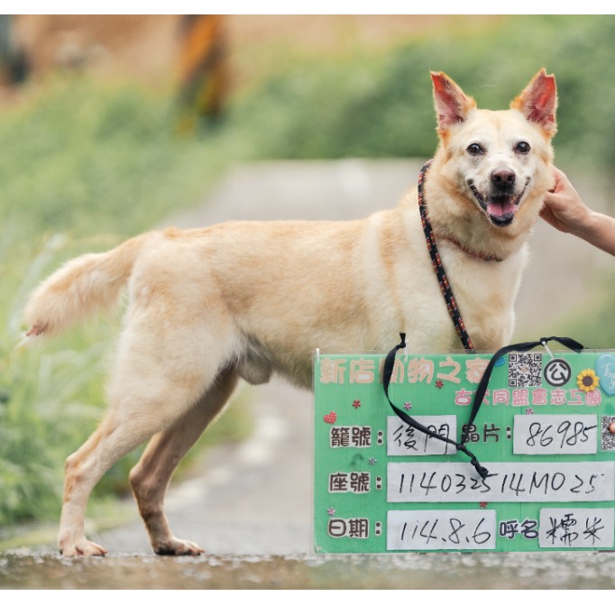 新北市已領養狗 混種犬