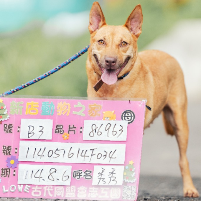 新北市已領養狗 混種犬