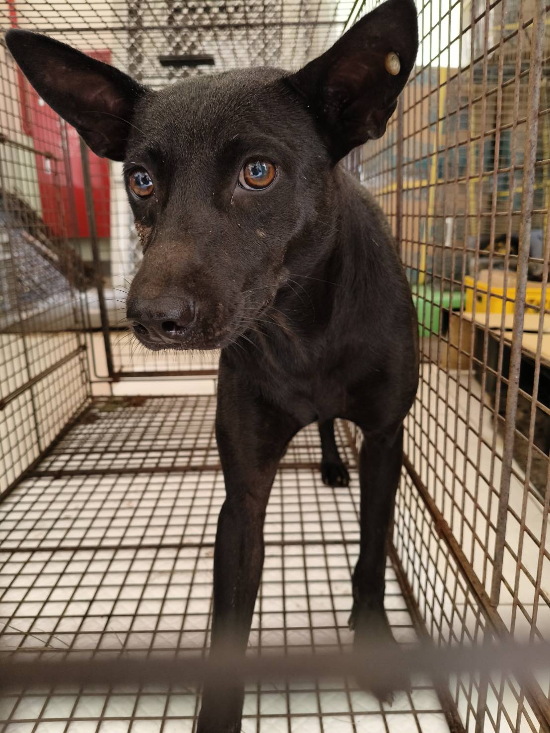 金門縣已領養狗 混種犬