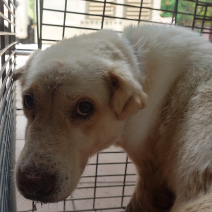 台南市已領養狗 混種犬
