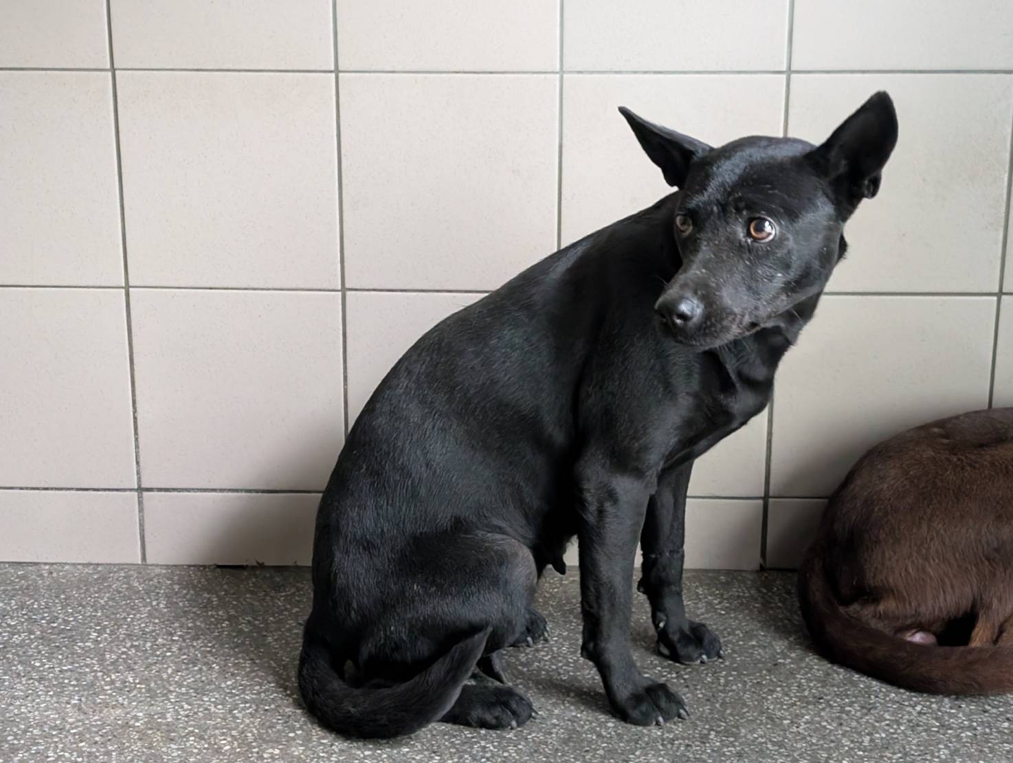高雄市已領養狗 混種犬