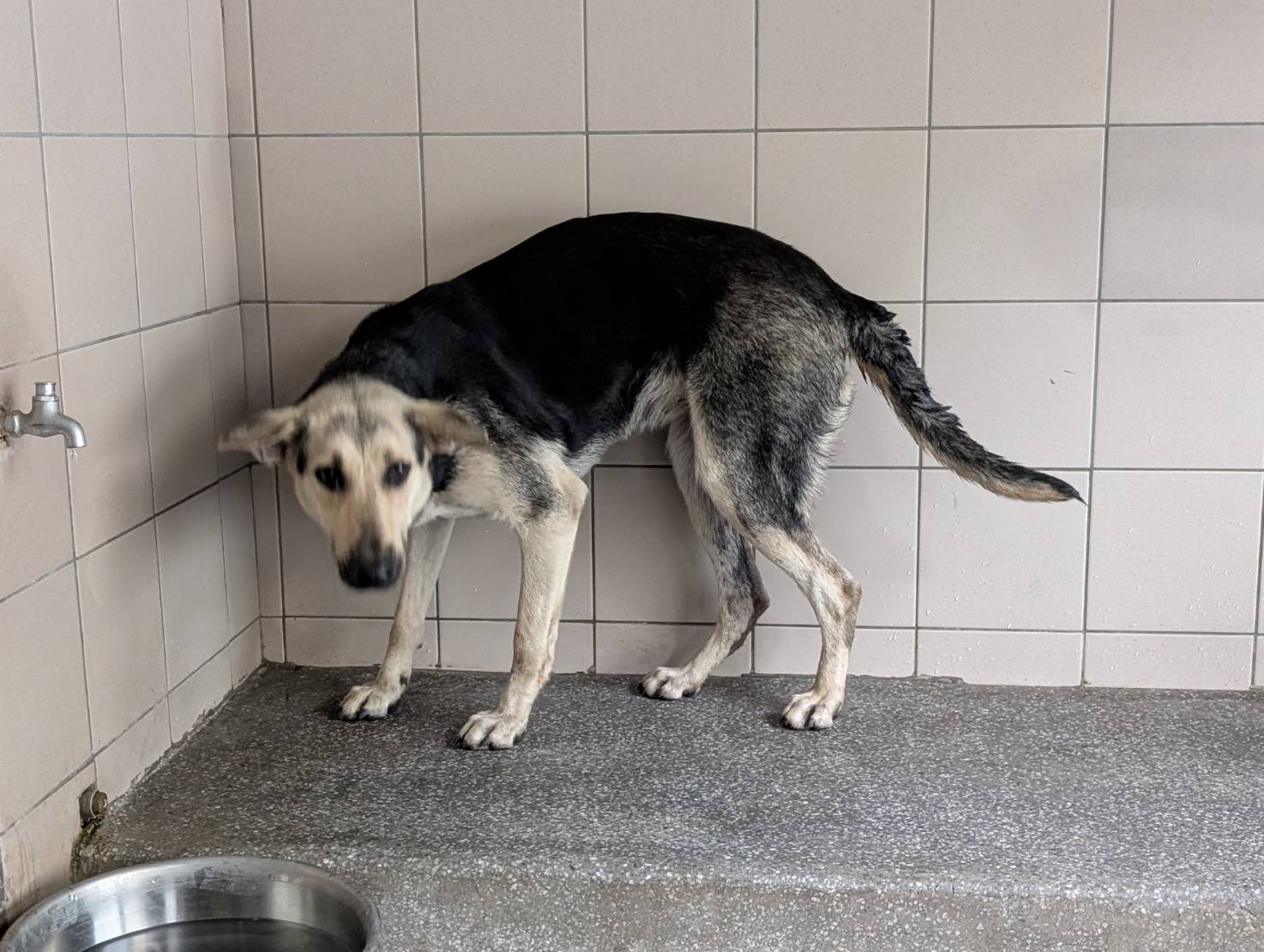 高雄市已領養狗 混種犬