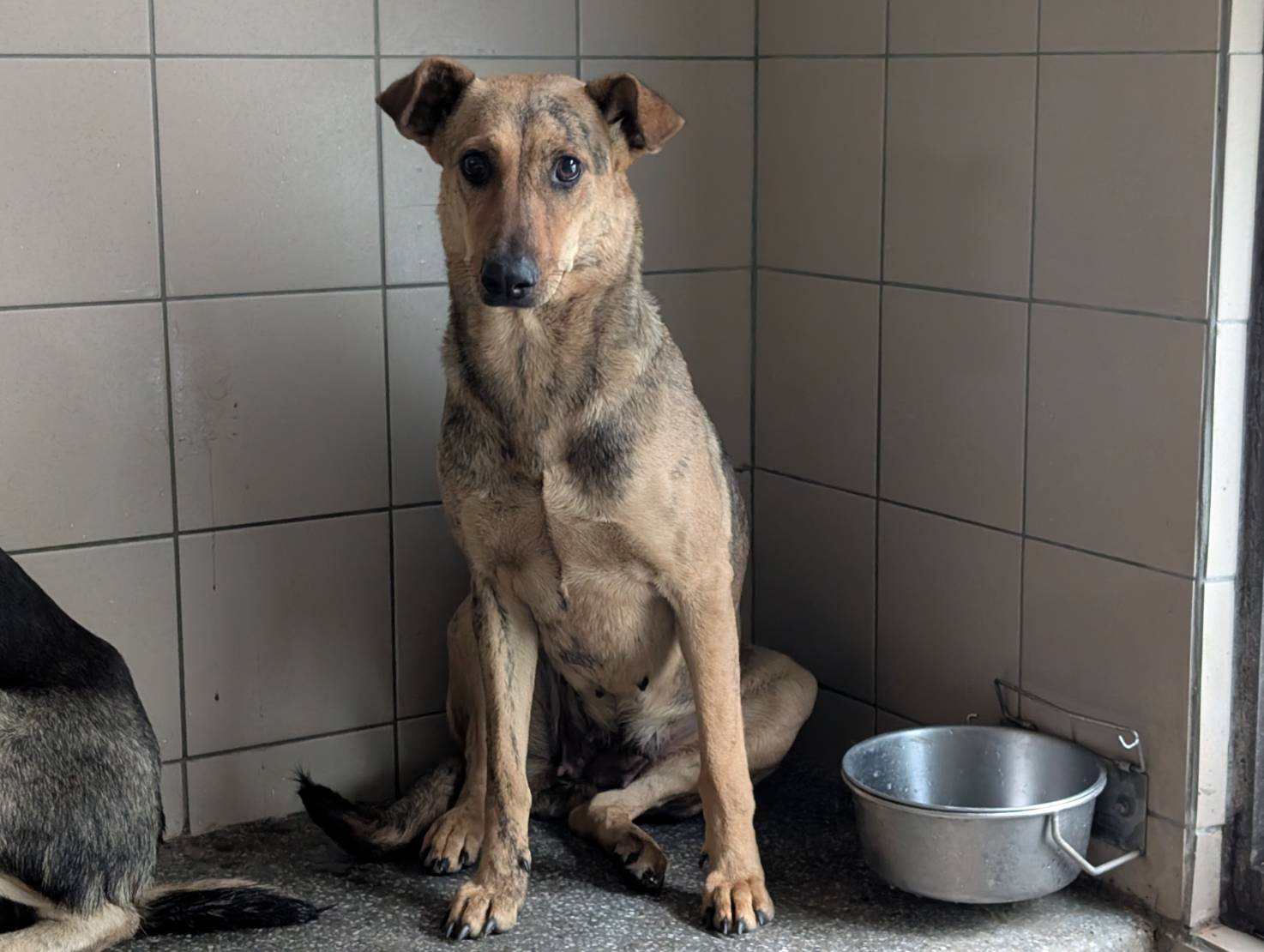 高雄市已領養狗 混種犬