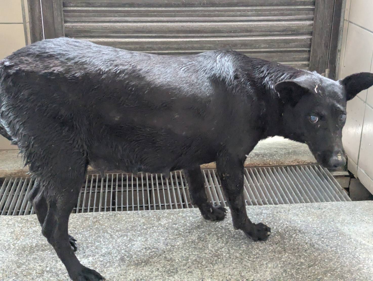 高雄市已領養狗 混種犬