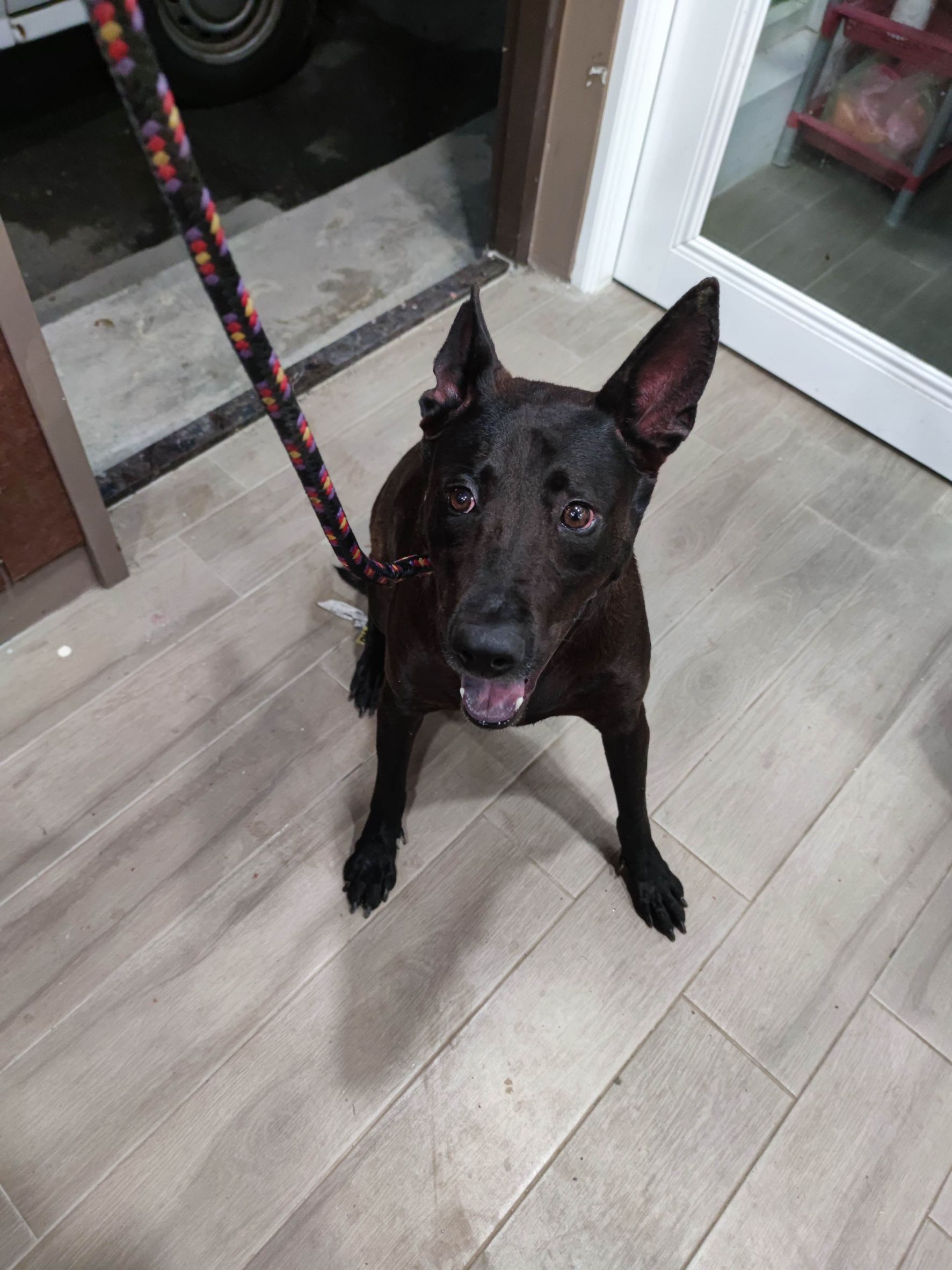 新北市已領養狗 混種犬