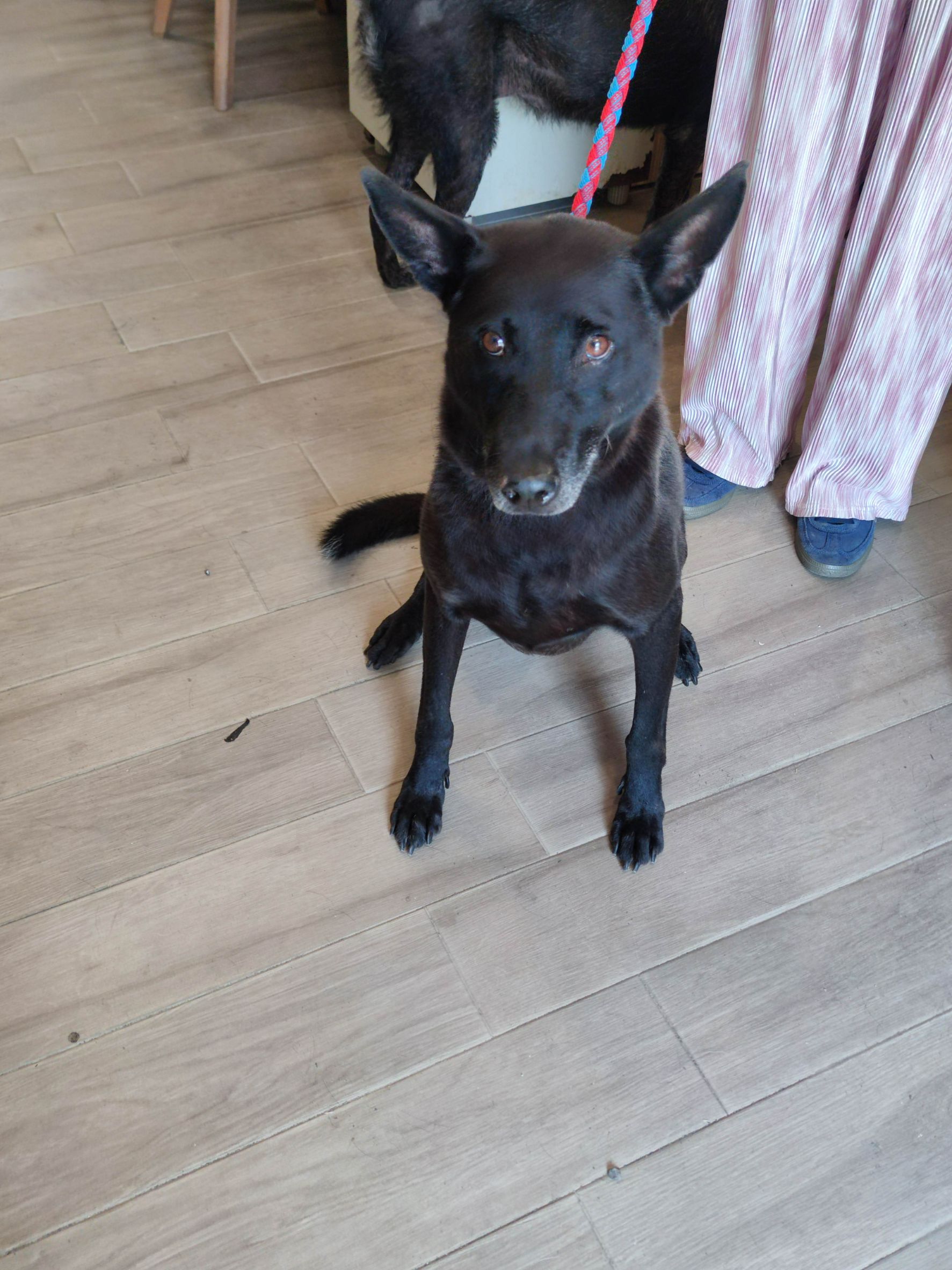 新北市已領養狗 混種犬
