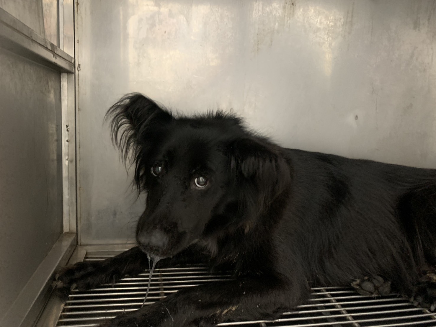 台北市已領養狗 混種犬