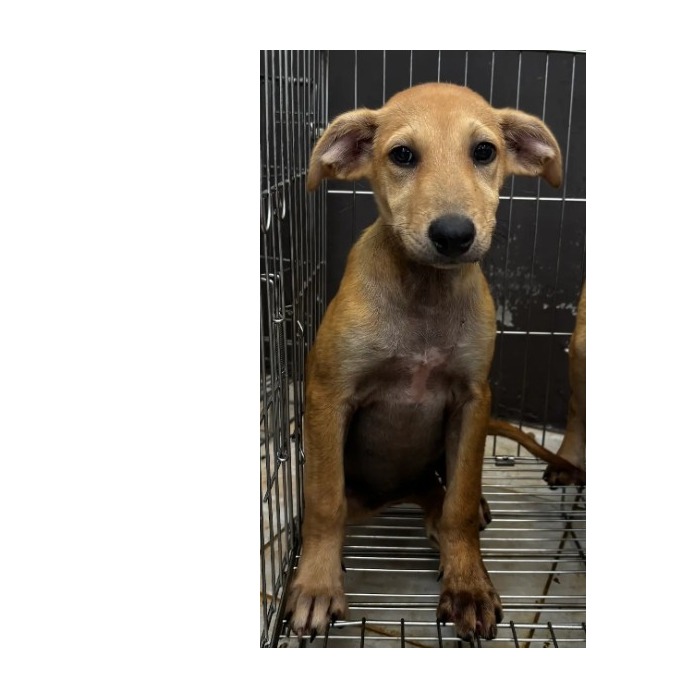 新北市已領養狗 混種犬