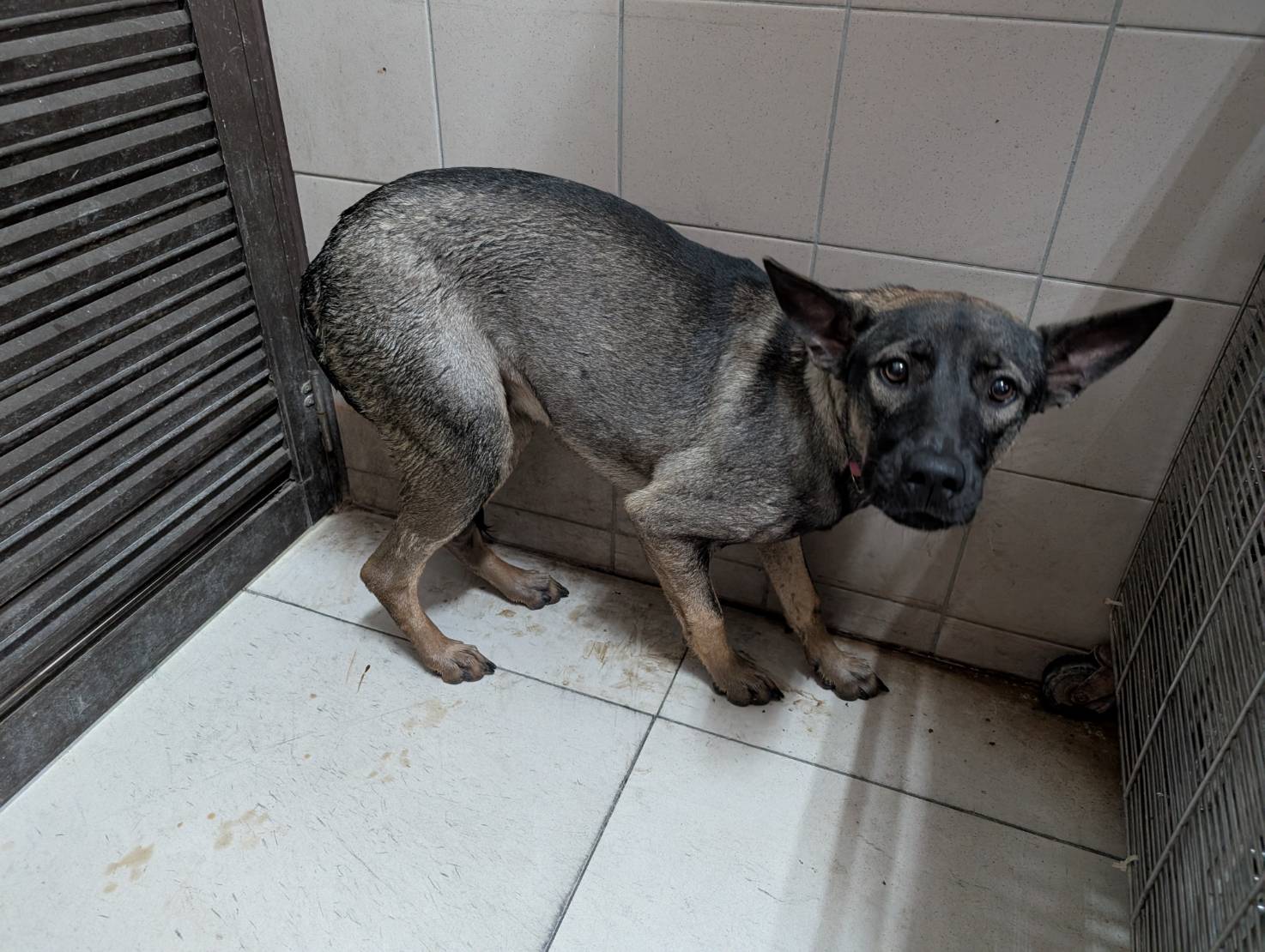 高雄市已領養狗 混種犬