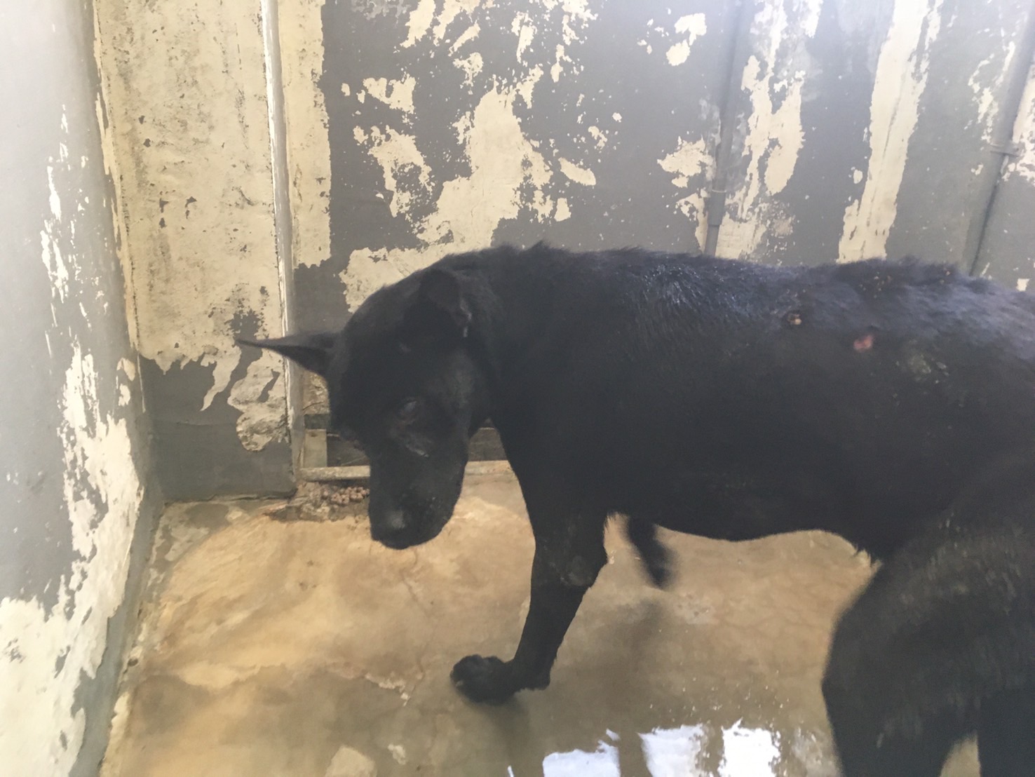 新竹市已領養狗 混種犬
