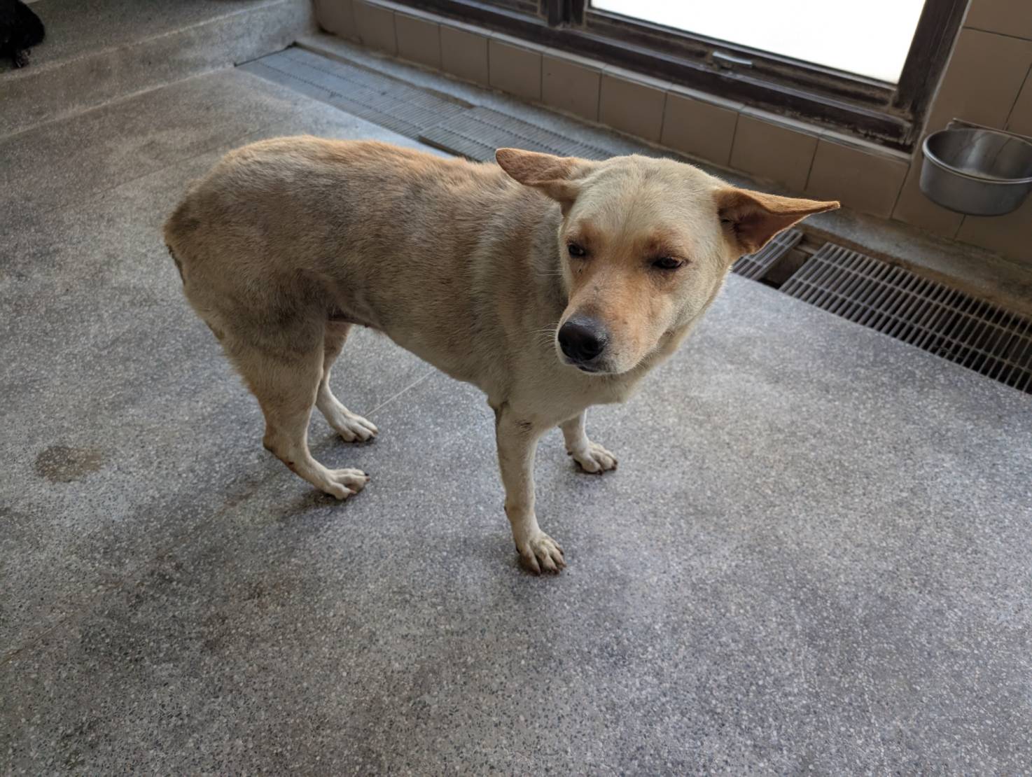 高雄市已領養狗 混種犬