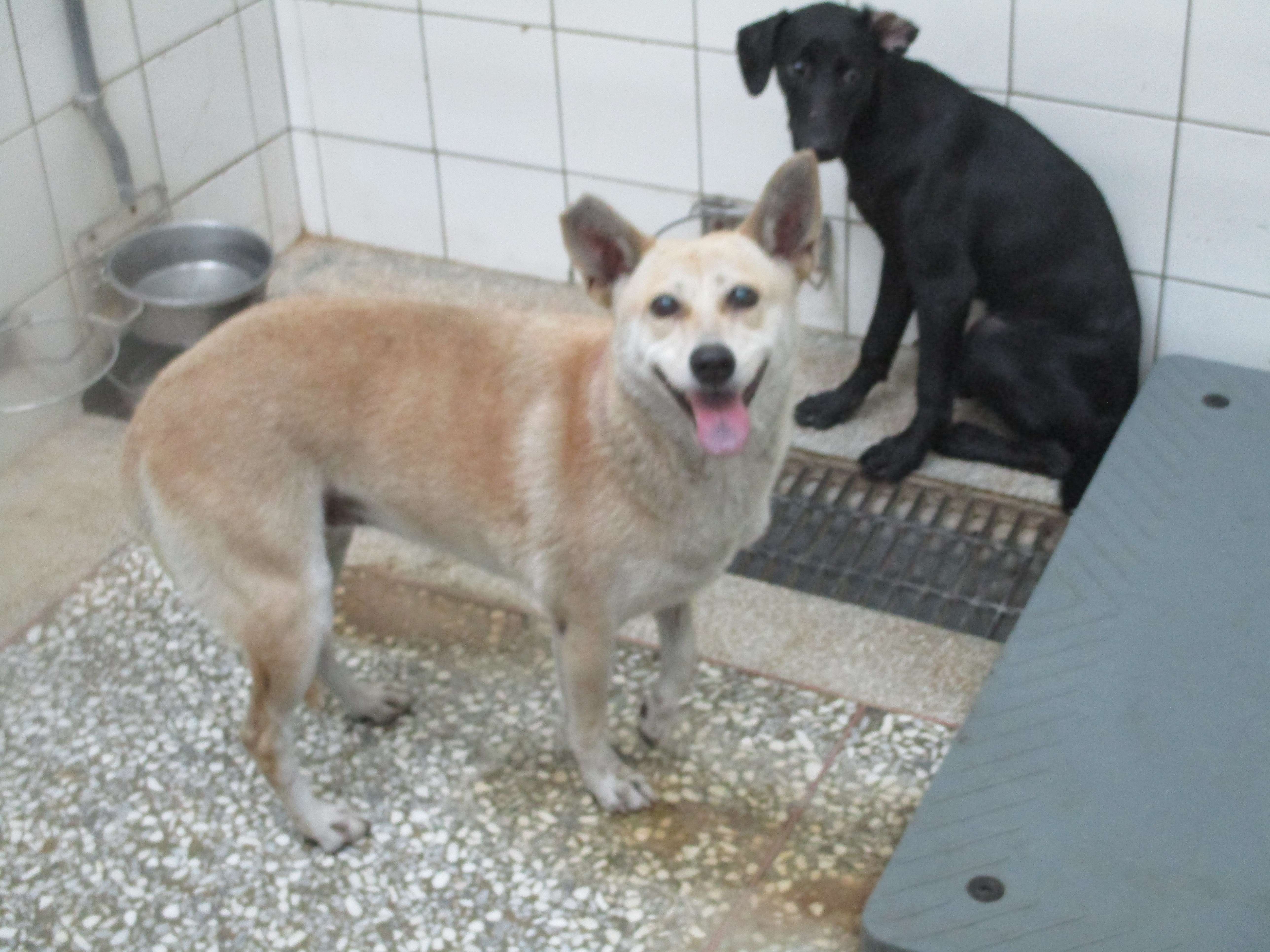 高雄市已領養狗 混種犬