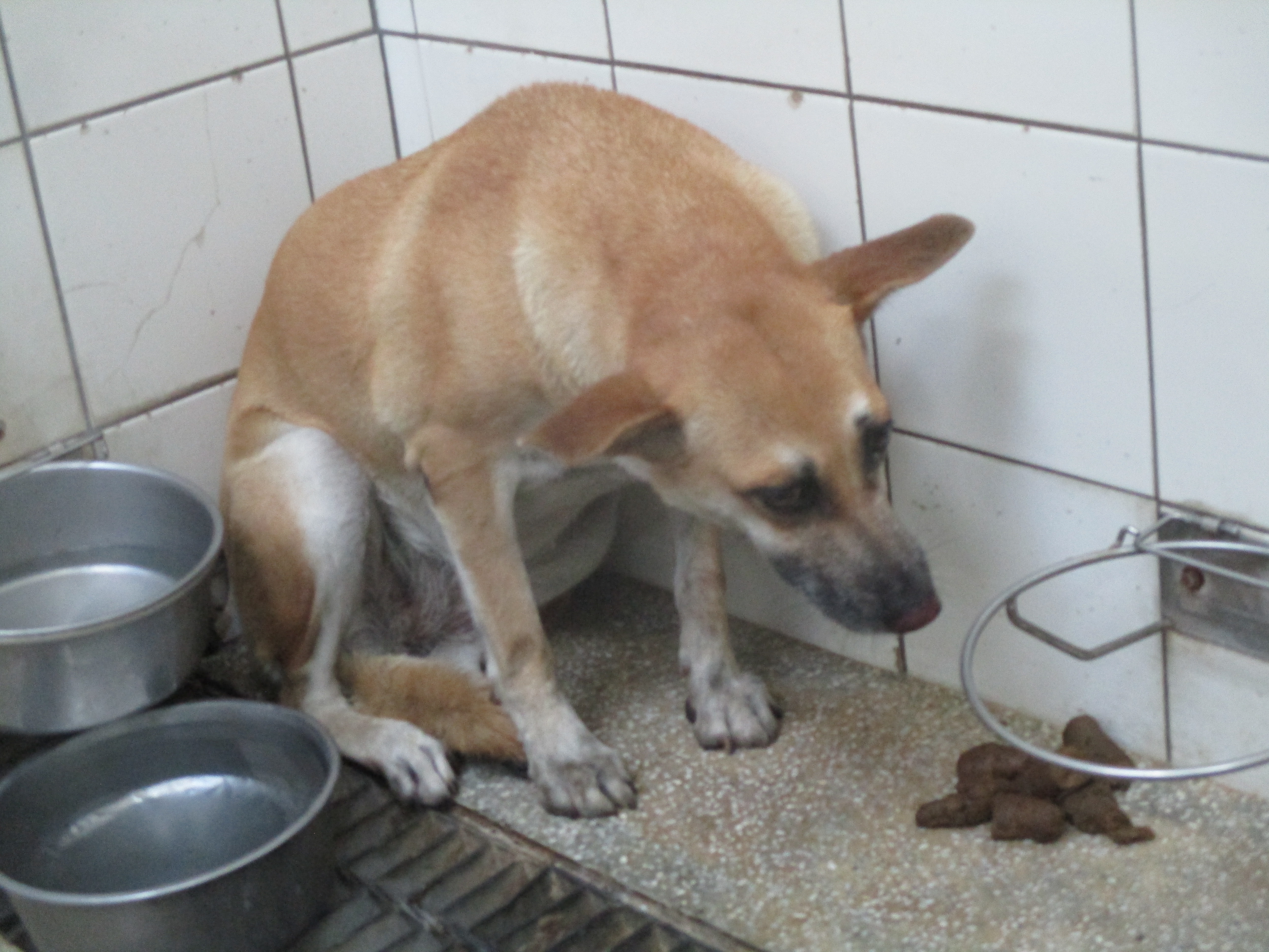 高雄市已領養狗 混種犬