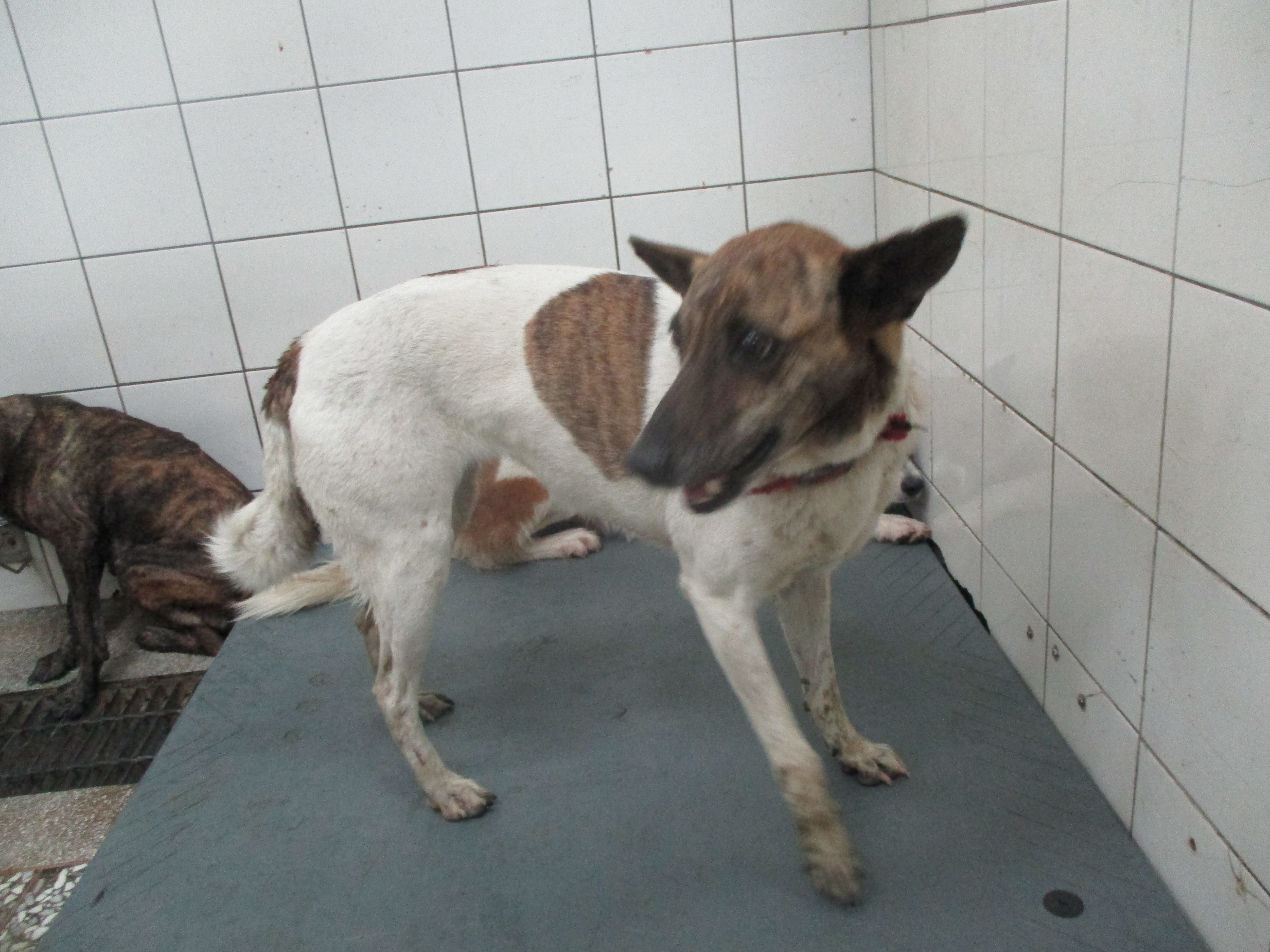 高雄市已領養狗 混種犬