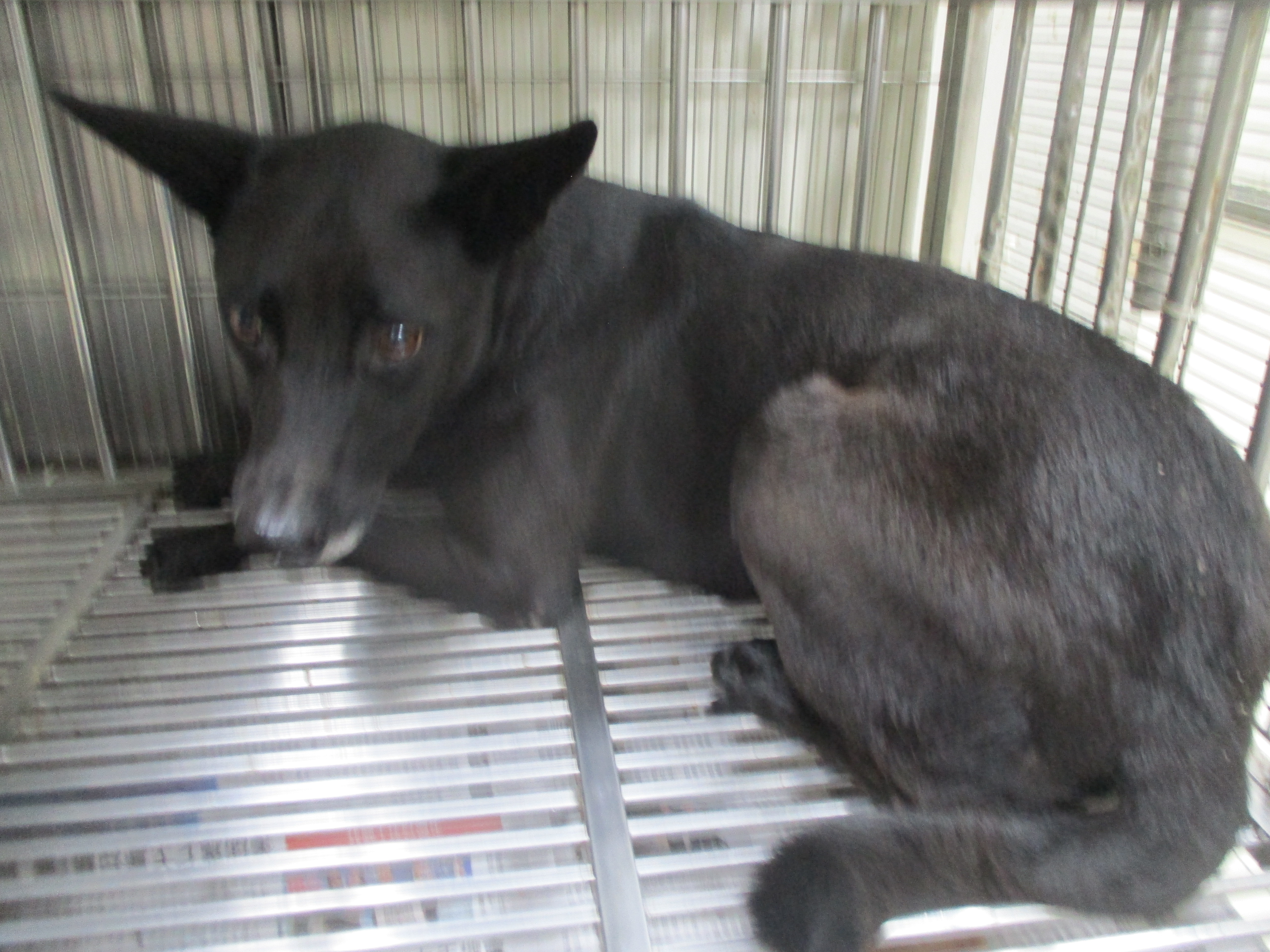 高雄市已領養狗 混種犬