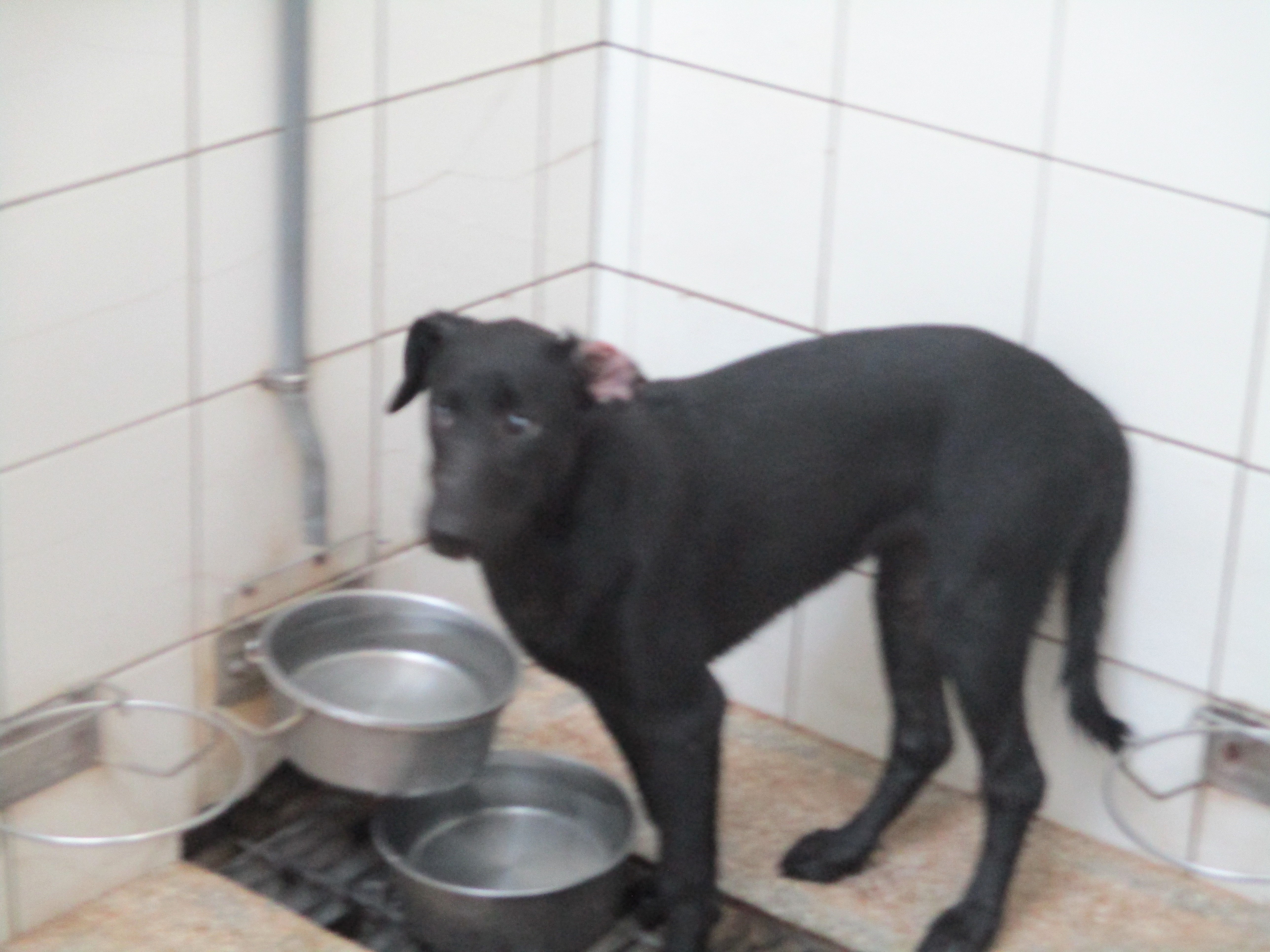高雄市已領養狗 混種犬