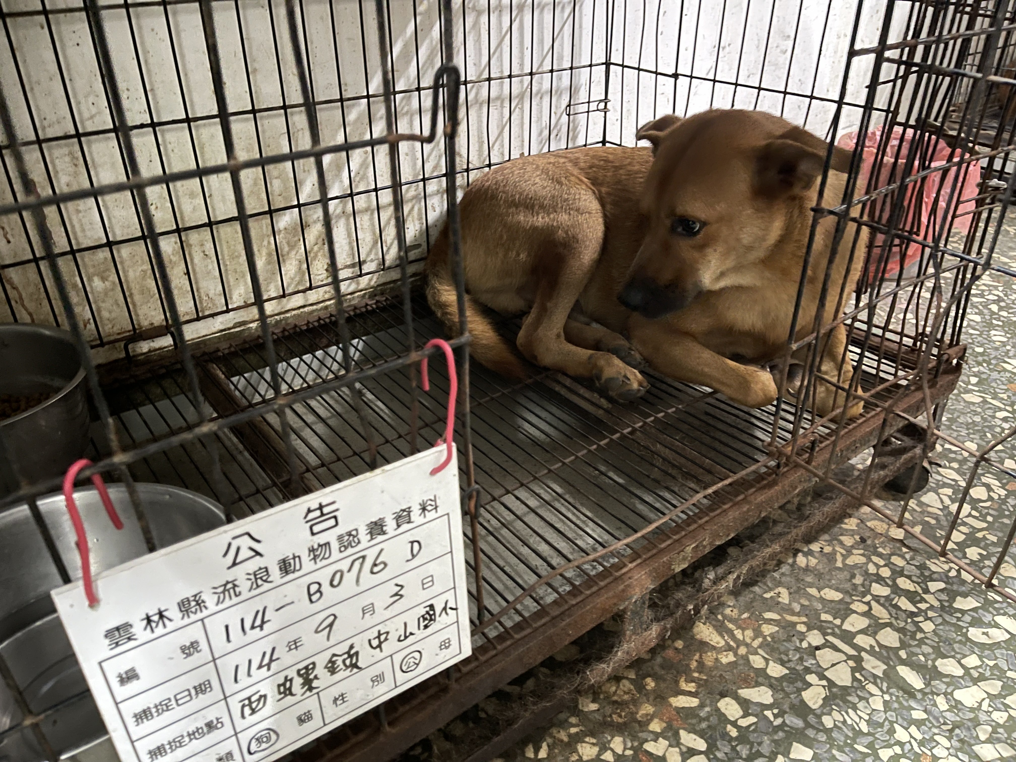 雲林縣已領養狗 混種犬